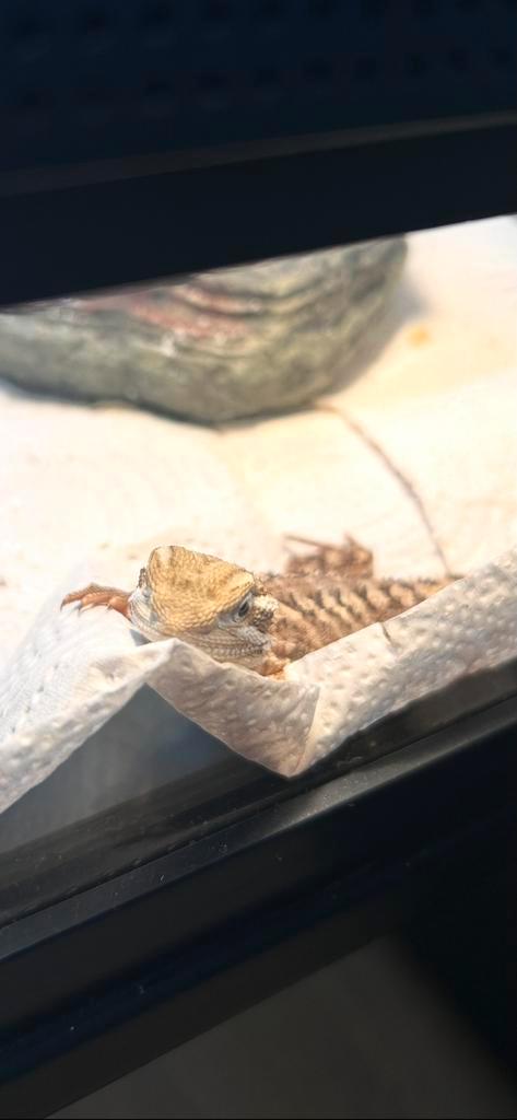 Pogona henrylawsoni Dwergbaardgaam inclusief terrarium