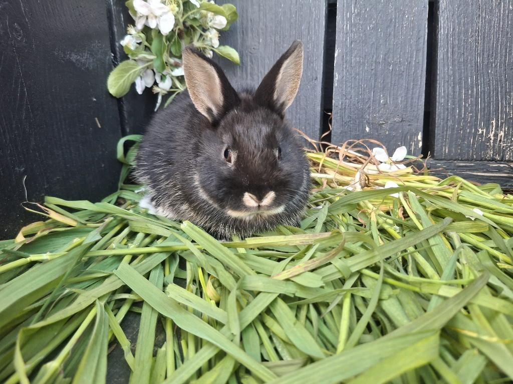 leuke baby konijntjes te koop, Dieren en Toebehoren, Konijnen, Mannelijk, Dwerg, 0 tot 2 jaar