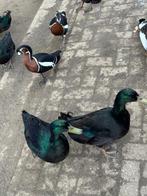 Smaracht eenden te koop, Meerdere dieren