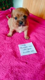 Leuke unieke kruising pups, Dieren en Toebehoren, 8 tot 15 weken, Meerdere, Meerdere dieren, Nederland