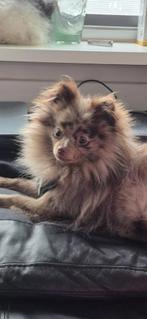 Pomeriaan bruin merle teefje van 1 jaar, Dieren en Toebehoren, Honden | Chihuahua's en Gezelschapshonden, Parvo, Overige rassen