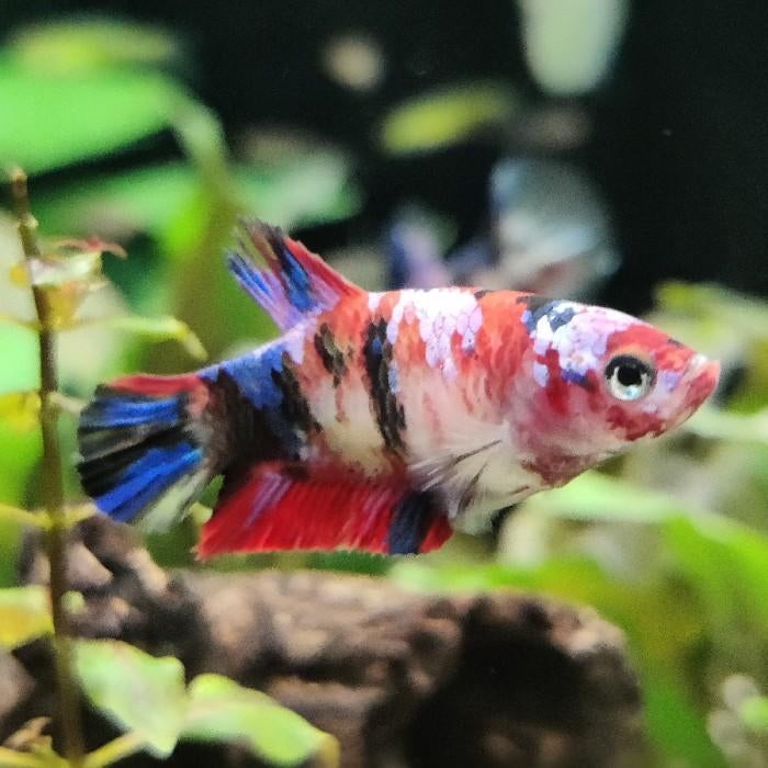 Betta splendens vrouw, Dieren en Toebehoren, Vis