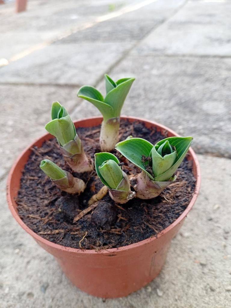 Schattige mini Hosta's, Tuin en Terras, Planten | Tuinplanten, Vaste plant, Overige soorten, Halfschaduw, Zomer, Ophalen