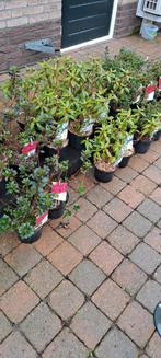 Leegverkoop: Azalea's, Rhododendrons, Hortensia's & meer, Ophalen of Verzenden