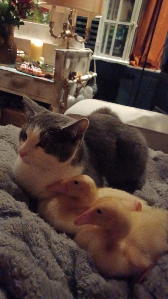 Loop eenden, Dieren en Toebehoren, Pluimvee