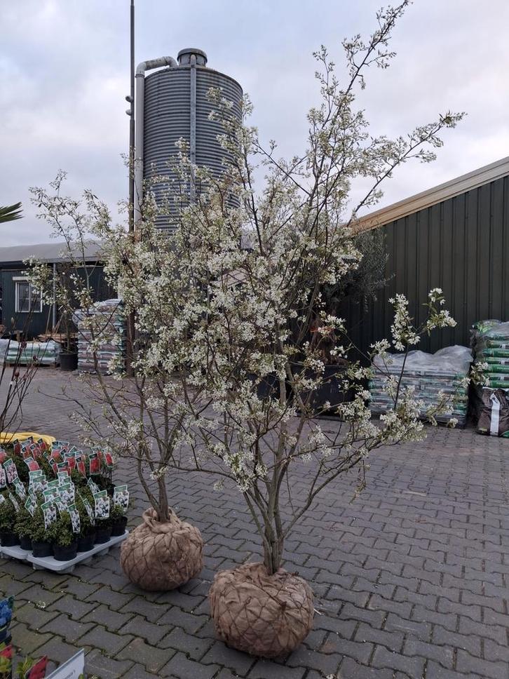 Meerstammige Amelanchier lamarckii,  Krentenstruik krent, Tuin en Terras, Planten | Bomen, Overige soorten, 100 tot 250 cm, Halfschaduw