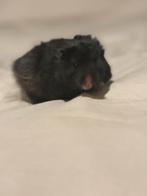 Syrische / goud hamsters., Hamster, Mannelijk, December, Tam