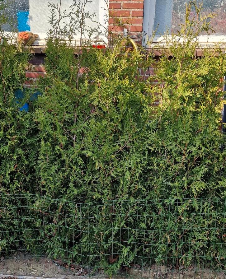 Te koop 9 Coniferen voor haag of solitaire aanplant, Tuin en Terras, Planten | Tuinplanten, Ophalen