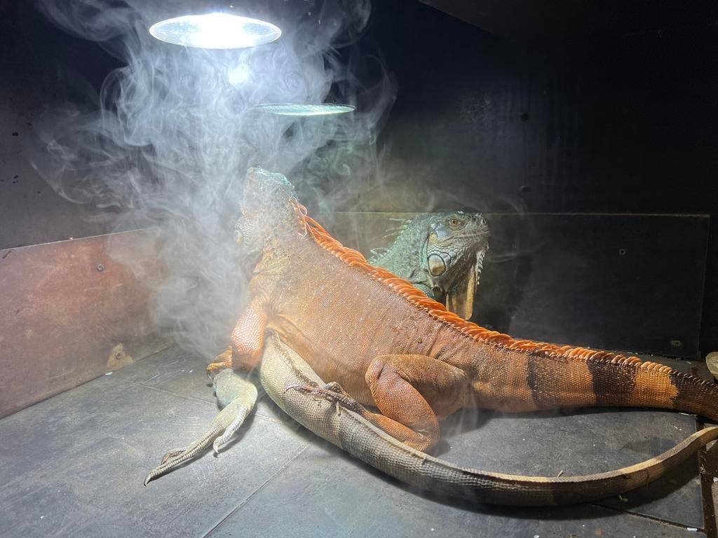 Voorschakelapparaten ballast UV-B HID 35 en 70 W warmtelamp, Dieren en Toebehoren, Ophalen of Verzenden, Nieuw, Verlichting