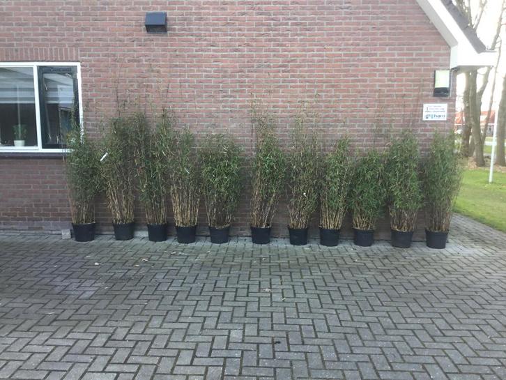 Fargesia Nitida Black Pearl, niet woekerende bamboe!!!, Tuin en Terras, Planten | Struiken en Hagen, Struik, Bamboe, 100 tot 250 cm