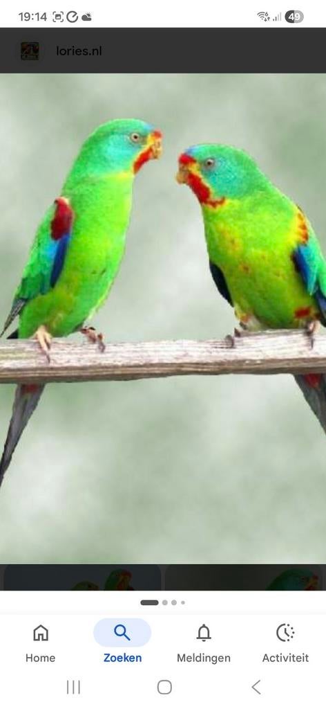 Swift parkieten gezocht 5 koppels, Meerdere dieren, Parkiet