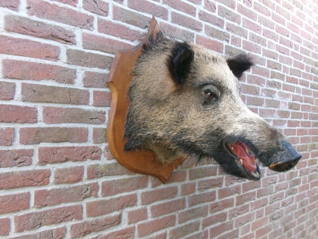 Schitterend groot opgezet wild zijn, Ophalen of Verzenden, Zo goed als nieuw, Wild dier, Opgezet dier