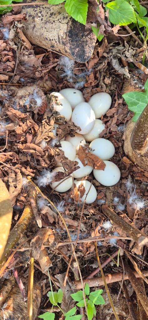 Broedeieren loopeenden, Dieren en Toebehoren, Pluimvee