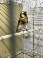 bloemputter man 2024, Mannelijk