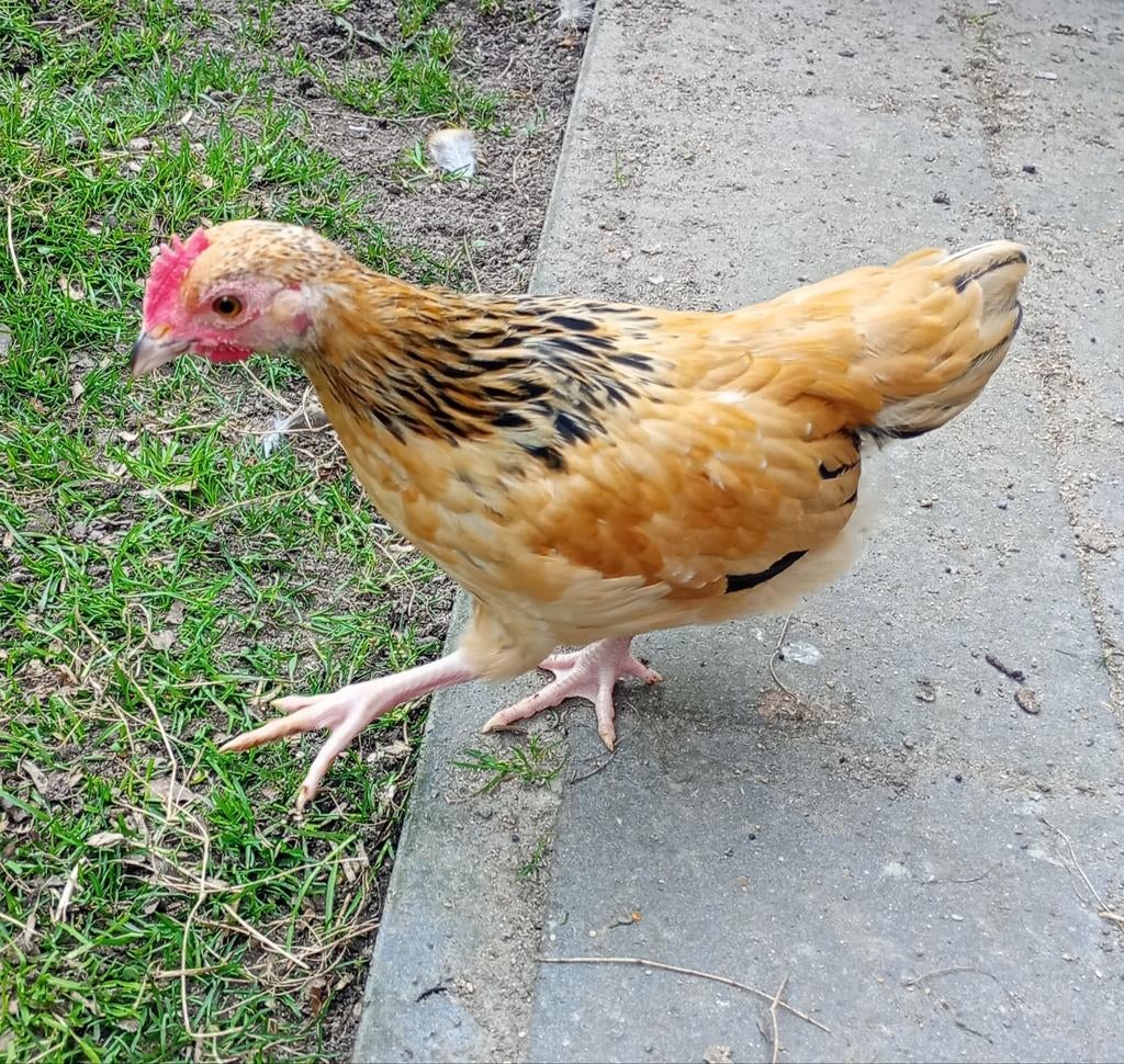 2 mooie sussex Columbia buff kriel haantjes, Dieren en Toebehoren, Pluimvee, Mannelijk, Kip