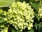 Partijen pluimhortensia Llimelight schapenkophortensia, Verzenden, Hortensia, Haag, Minder dan 100 cm