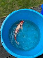 Koikarper +- 55cm sanke, Dieren en Toebehoren, Vissen | Vijvervissen, Karper of Koi