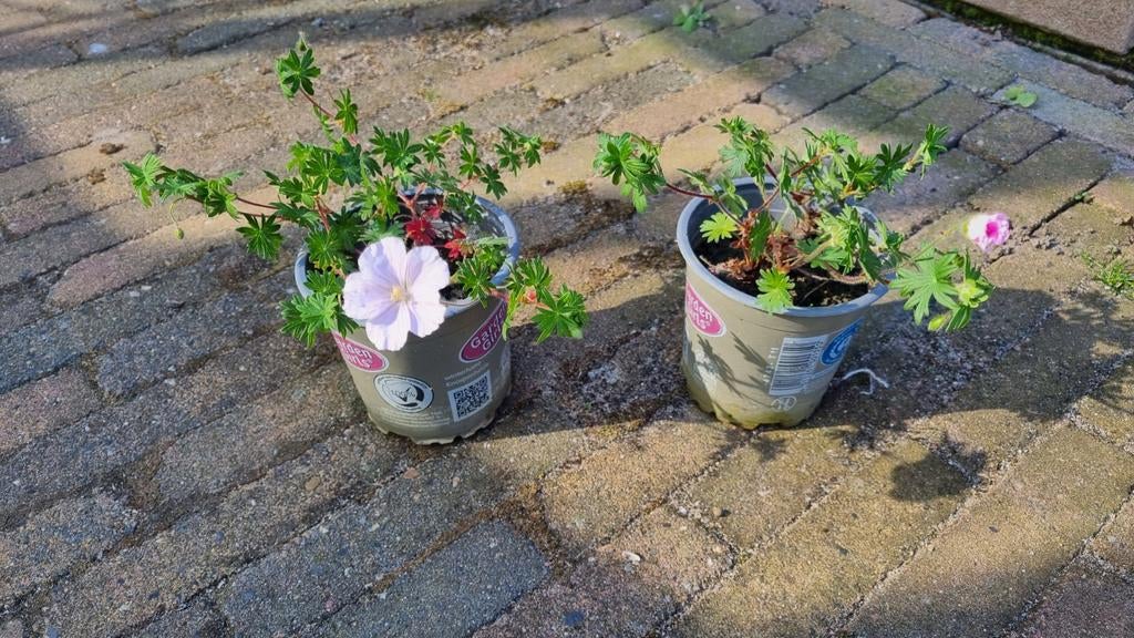 2 x Geranium Sanguineum - Bloedooievaarsbek, Tuin en Terras, Planten | Tuinplanten, Ophalen, Bodembedekkers, Volle zon, Vaste plant