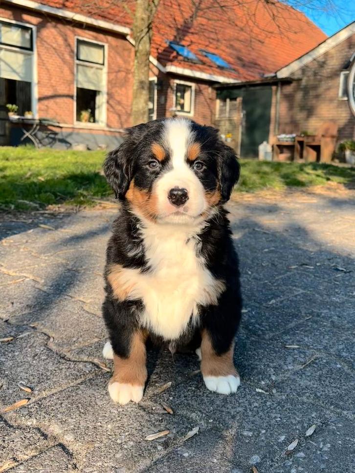 Berner Sennen pups (nog 3 beschikbaar), Dieren en Toebehoren, Honden | Bulldogs, Pinschers en Molossers, Reu, Particulier, Meerdere