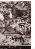 Ansichtkaart	Jong Damhert, Verzenden, 1960 tot 1980, Gelopen, Wild dier