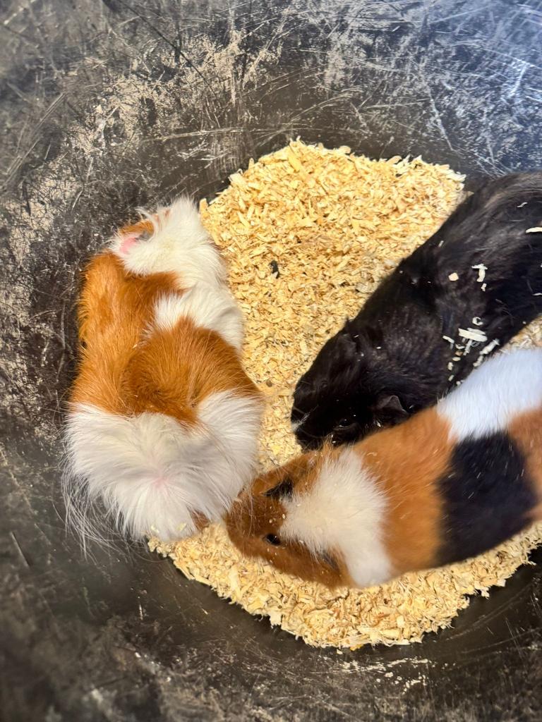 Cavia, Cavia, Mannelijk, December, Tam