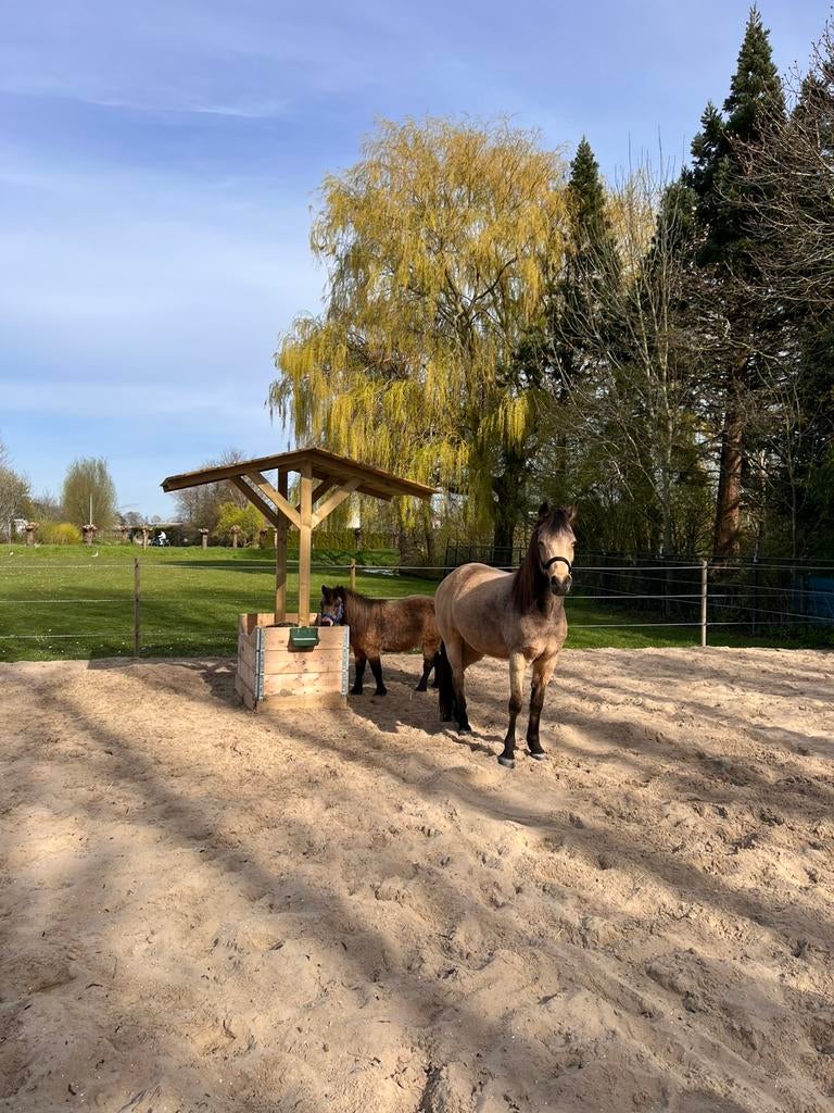 2 lieve Valk merries te koop, E pony & mini shet, Dieren en Toebehoren, Paarden, Merrie, Recreatiepaard, Ingeënt