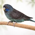 Bfbw Blackface blackwing man, Dieren en Toebehoren, Mannelijk, Parkiet, Geringd