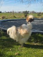 Prachtige lieve Redpyle naakthals USA/Amerikaanse zijdehoen, Mannelijk, Kip