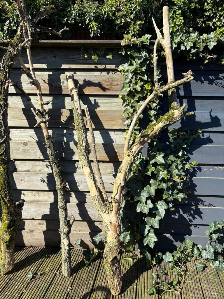 Grote natuurlijke decoratieve takken, Ophalen
