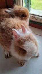 Jonge kruising baard teddy dwerg konijnen, Vrouwelijk, Dwerg