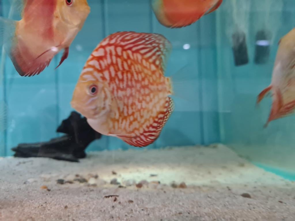 Pigeon Red Checkerboard Discus, Symphysodon Discus, Vis, Zoetwatervis