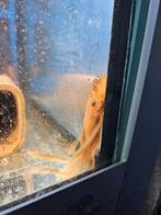 Ancistrus red longfin, Overige typen, Zoetwatervis