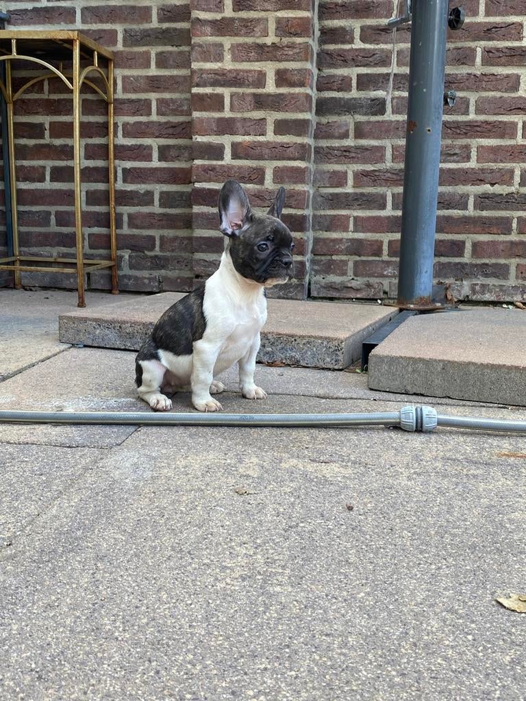 Franse Bulldog pups – ouders met stamboom 🐶❤️🐾, Dieren en Toebehoren, 8 tot 15 weken, Parvo, Bulldog, Meerdere