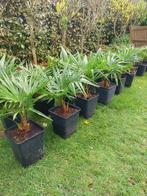 Palmplanten trachycarpus, Tuin en Terras, Planten | Tuinplanten, Ophalen, Overige soorten, Volle zon