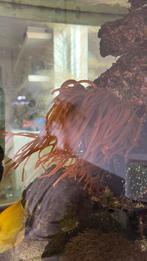 Rode tepelanemoon, Dieren en Toebehoren, Vis