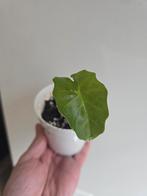 Alocasia Portadora, Ophalen of Verzenden, Halfschaduw, Minder dan 100 cm