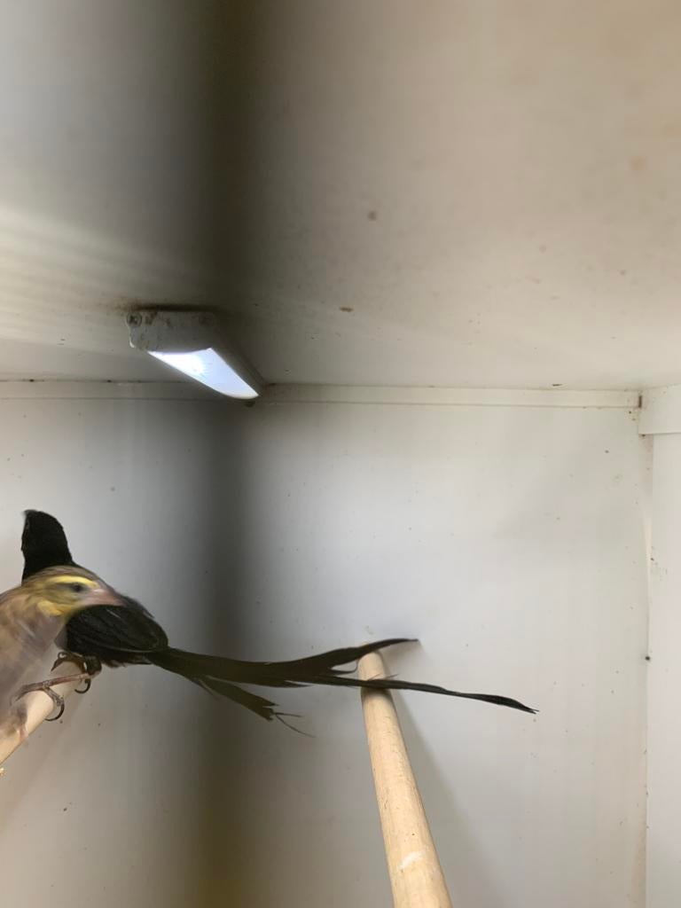 roodkeel wida koppel, Dieren en Toebehoren, Meerdere dieren, Geringd