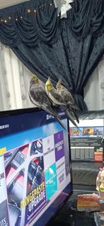 Hendrik de vogel (valkparkiet), Dieren en Toebehoren, Vogels | Parkieten en Papegaaien, Mannelijk, Parkiet, Tam