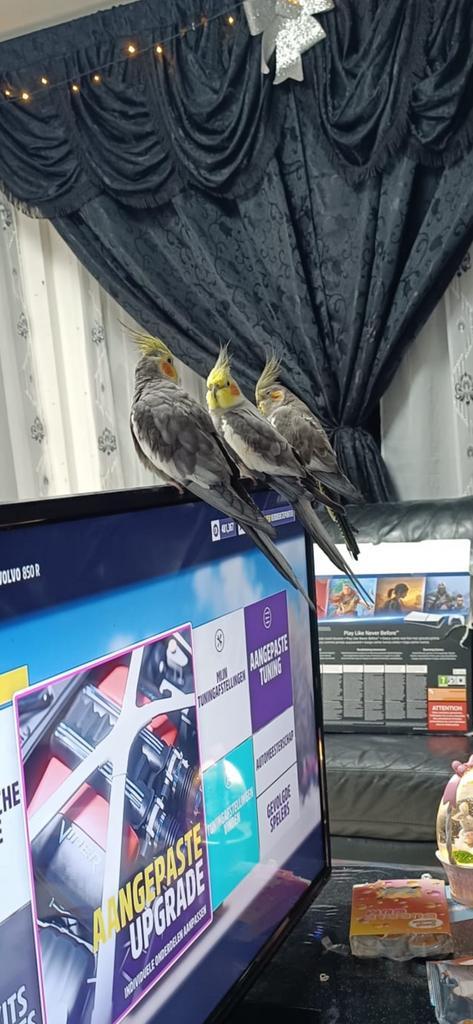 Hendrik de vogel (valkparkiet), Dieren en Toebehoren, Vogels | Parkieten en Papegaaien, Parkiet, Mannelijk, Tam