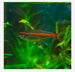 3x vuurneon vis, Dieren en Toebehoren, Vis