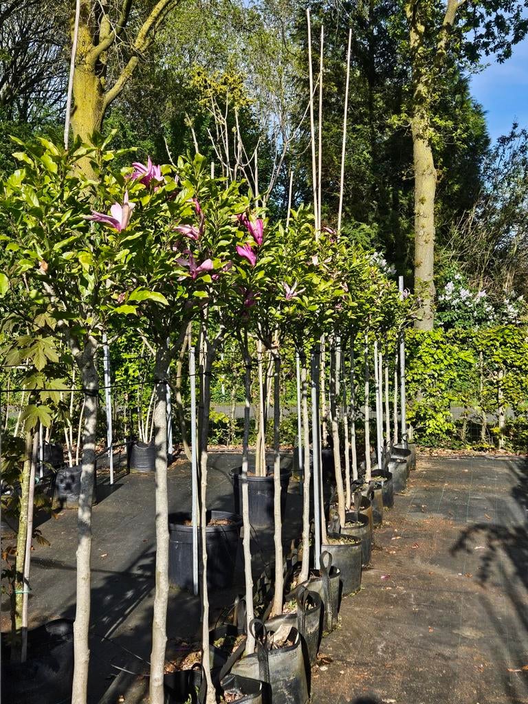 Magnolia 'Susan' te koop!, Tuin en Terras, Planten | Bomen, Halfschaduw, Lente, 100 tot 250 cm, Ophalen