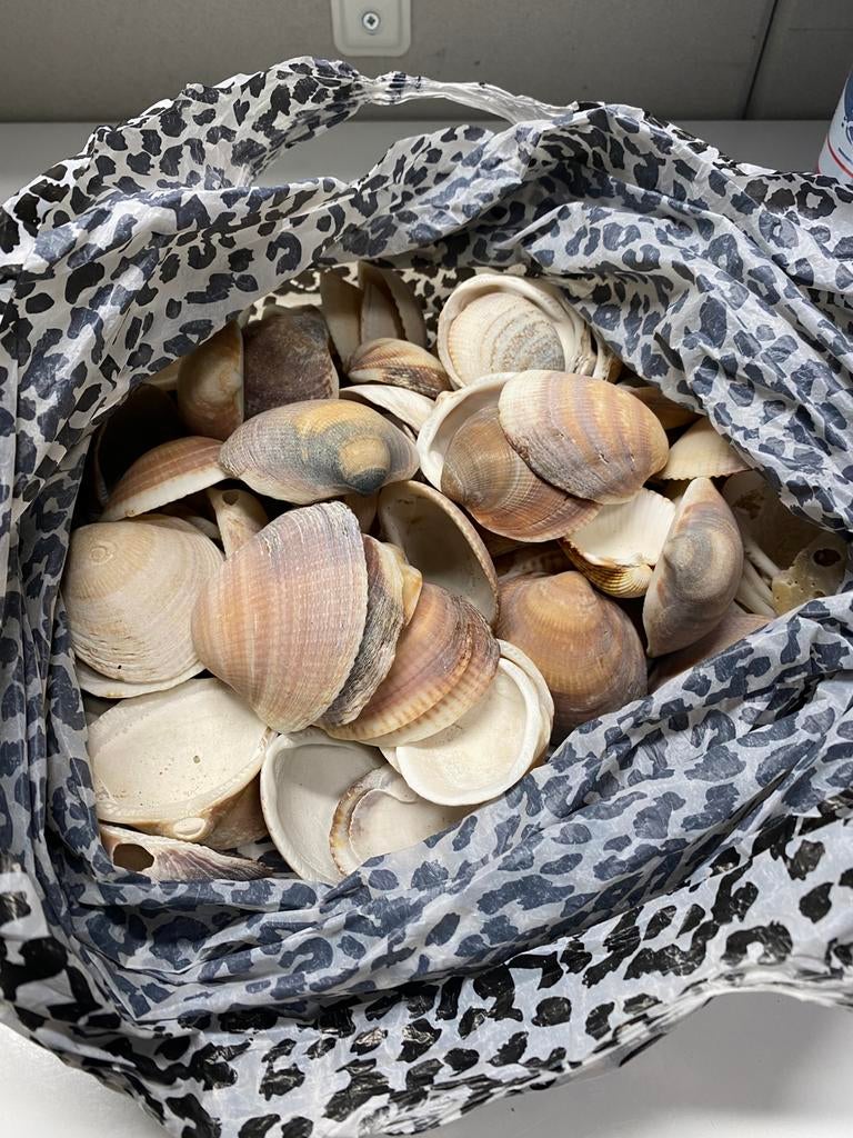 Schelpen, Ophalen, Zo goed als nieuw