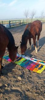 2025 Paint Minimal White Tobiano Hengst, Dieren en Toebehoren, Gechipt, Minder dan 160 cm, 0 tot 2 jaar, Hengst