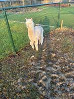 Witte mannelijke baby alpaca, Mannelijk, 0 tot 2 jaar