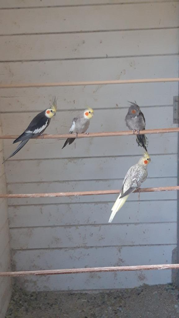 Valkparkieten, Meerdere dieren, Parkiet, Geringd