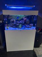 Zeeaquarium, Dieren en Toebehoren, Vissen | Aquaria en Toebehoren, Ophalen, Gevuld zeewateraquarium