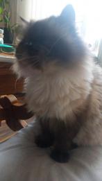 Lieve poes, zoekt Dito kater