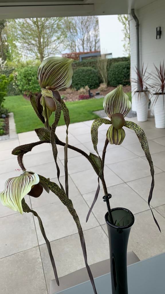 Stijlvolle , bijzondere orchidee, Ophalen of Verzenden, Zo goed als nieuw, Kunstbloem, Bruin