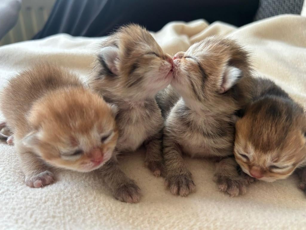 Schattige Britse korthaar kittens, Dieren en Toebehoren, Meerdere dieren, Ontwormd