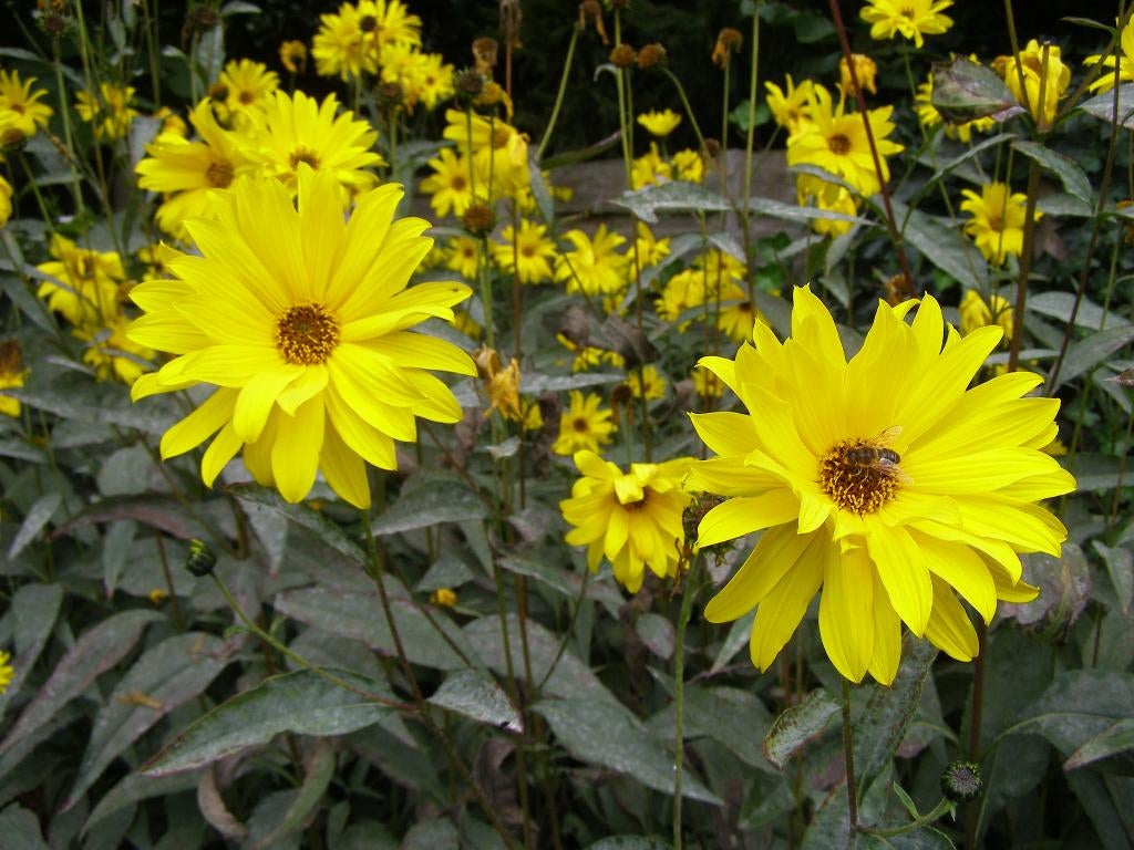 Stekken van Helianthus tuberosus / Aardpeer; €3,00 per 5 st., Tuin en Terras, Planten | Tuinplanten, Volle zon, Vaste plant, Herfst